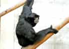 動物図鑑・フクロテナガザルの写真 2